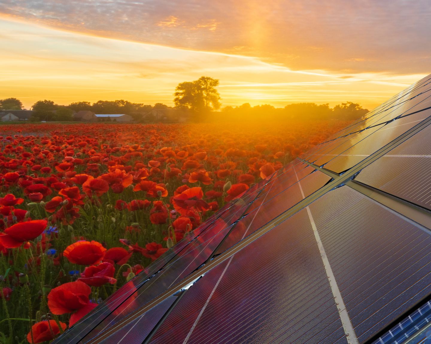 Close-up of solar panels next to a field of red poppies with the sun setting in the background.